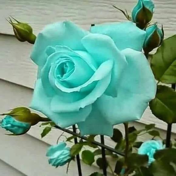 Meet your Posher, Rosa - Picture 1 of 1